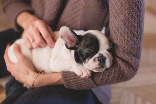 person in brown cable knife sweater holding white and black puppy